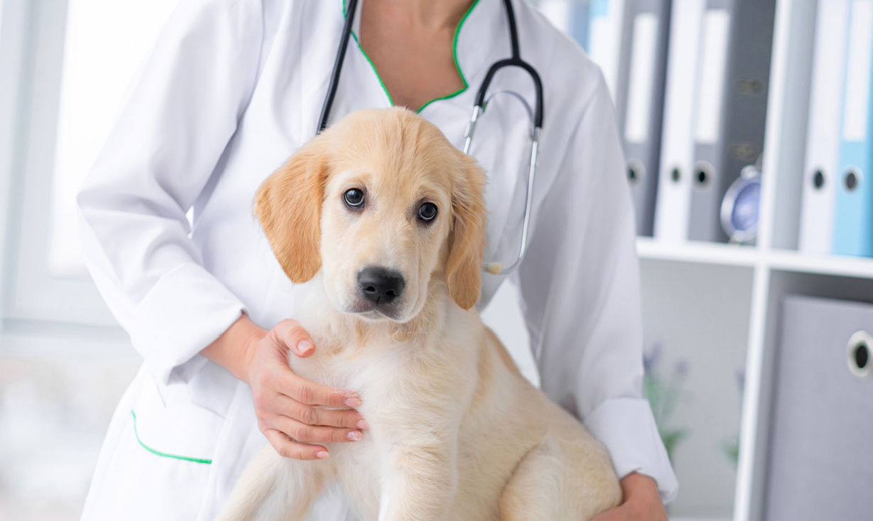 Animal Hospital in Oakland Township, MI | Faithful Friends Veterinary Care