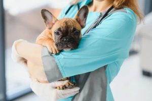 Vet Doctor Near Me in Oakland Township, MI | Faithful Friends Veterinary Care