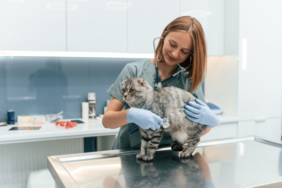 Cat Vet in Oakland Township, MI | Faithful Friends Veterinary Care